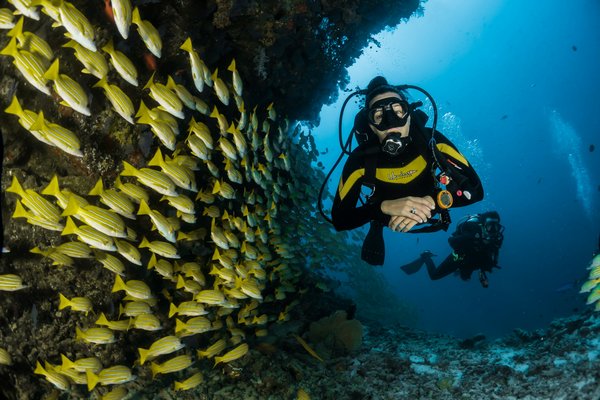 Quels sont les meilleurs spots pour une aventure de plongée sous-marine dans les Maldives?