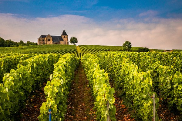 Comment organiser une visite des vignobles en Nouvelle-Zélande sans guide touristique ?